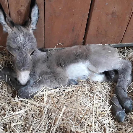 Country house La Roulotte Du Cos *